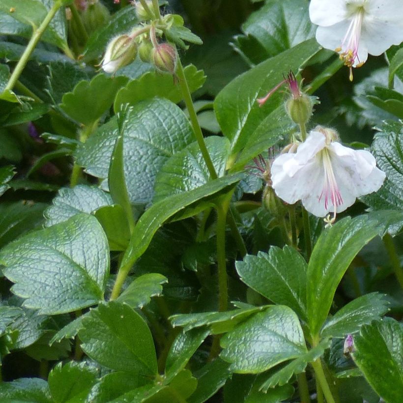 Geranium cantabrigiense St Ola (Foliage)