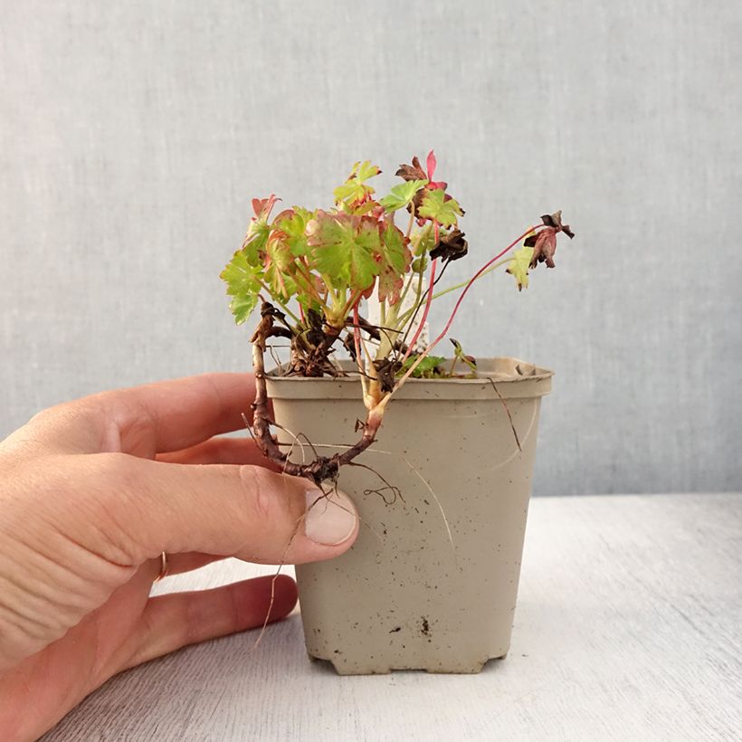 Geranium cantabrigiense Westray 8/9 cm pot sample as delivered in summer