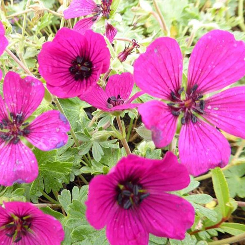 Geranium cinereum Jolly Jewel Red Improved (Flowering)