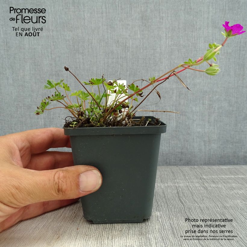 Geranium cinereum v. subcaulescens 8/9 cm pot sample as delivered in summer