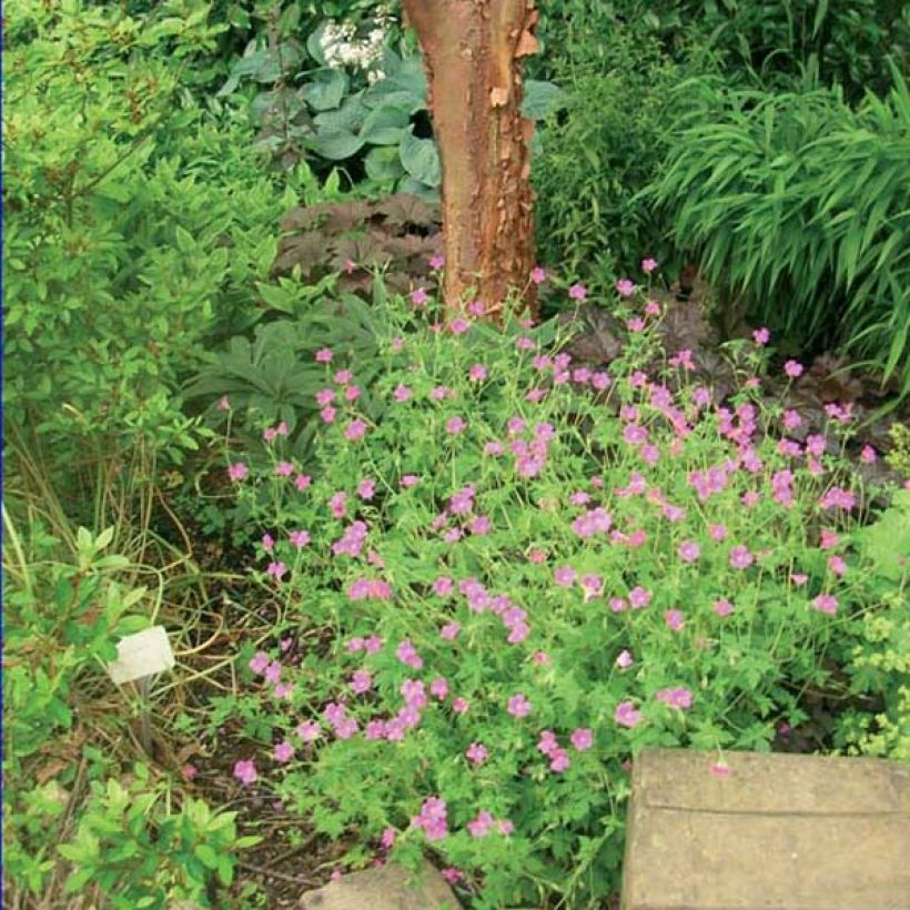 Geranium Dilys (Plant habit)