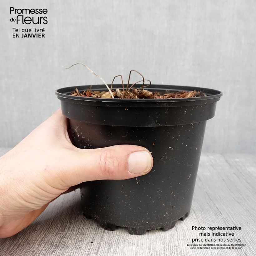 Geranium Dragon Heart 2L/3L pot sample as delivered in winter