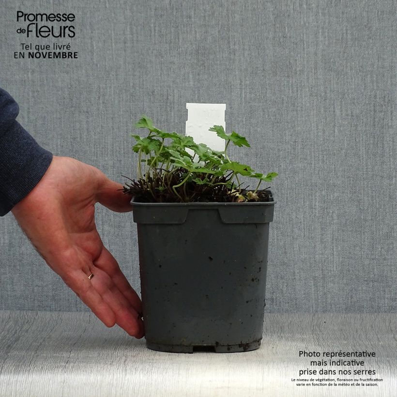 Geranium Dreamland 2L/3L pot sample as delivered in autumn
