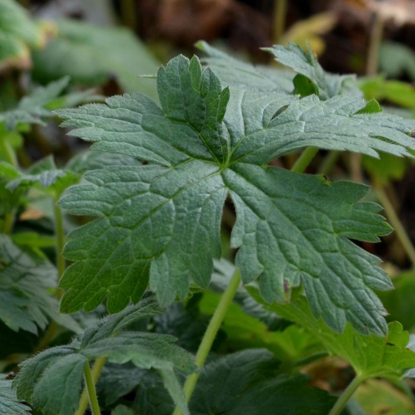 Geranium endressii Wargrave Pink (Foliage)