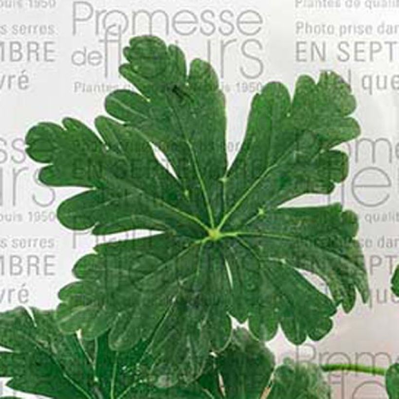 Geranium macrorrhizum Spessart (Foliage)