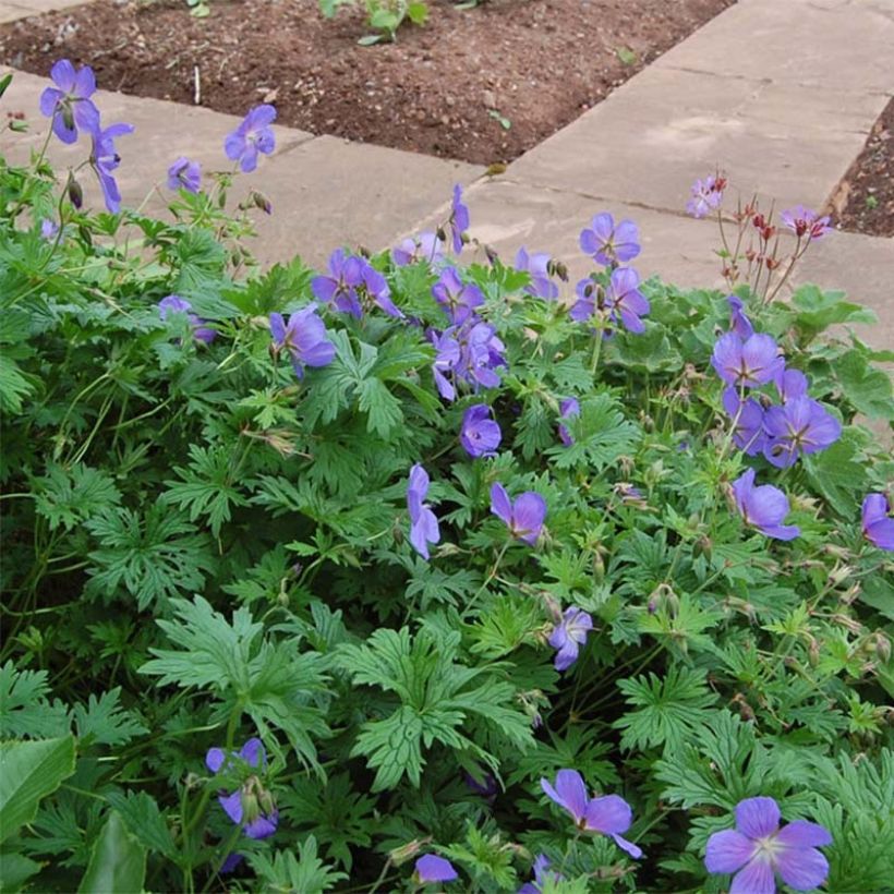 Geranium himalayense Gravetye (Flowering)