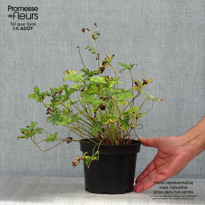 Geranium himalayense Plenum 2L/3L pot sample as delivered in summer