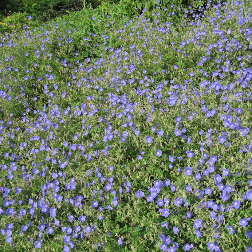 Geranium Johnsons blue (Plant habit)