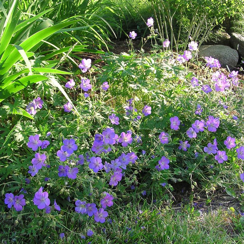 Geranium Johnsons blue (Flowering)