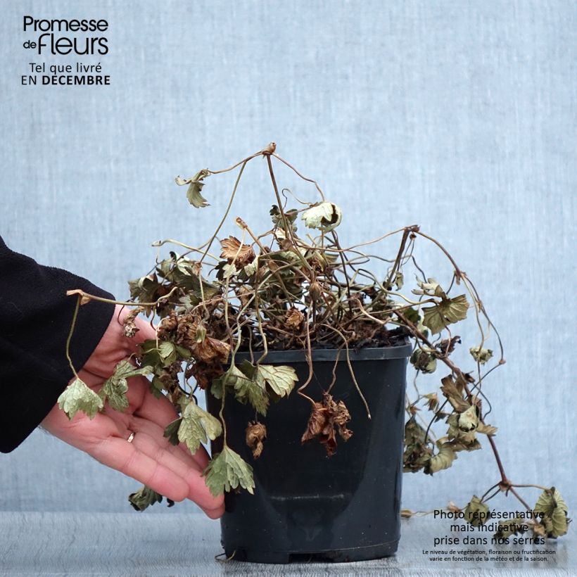 Geranium wallichianum Kelly-Anne 1L/1.5L pot sample as delivered in autumn