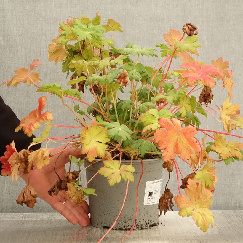 Geranium macrorrhizum Czakor 3L/4L pot sample as delivered in autumn
