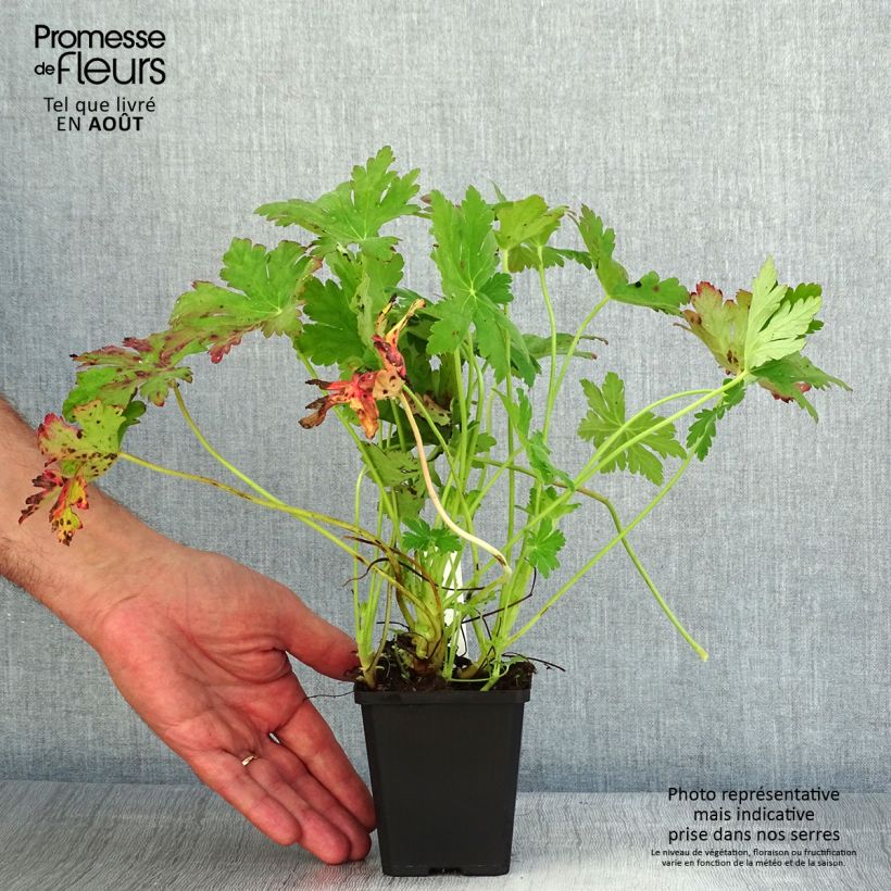 Geranium macrorrhizum Ingwersens Variety 8/9 cm pot sample as delivered in summer