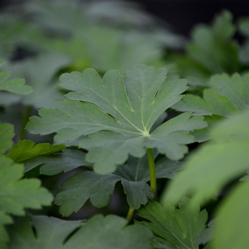 Geranium macrorrhizum Olympos (Foliage)