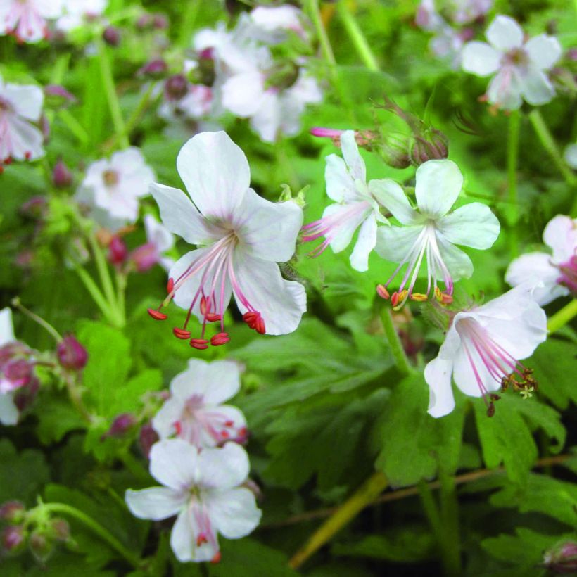 Geranium macrorrhizum Spessart (Flowering)