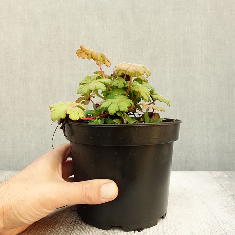 Geranium macrorrhizum Spessart 2L/3L pot sample as delivered in autumn