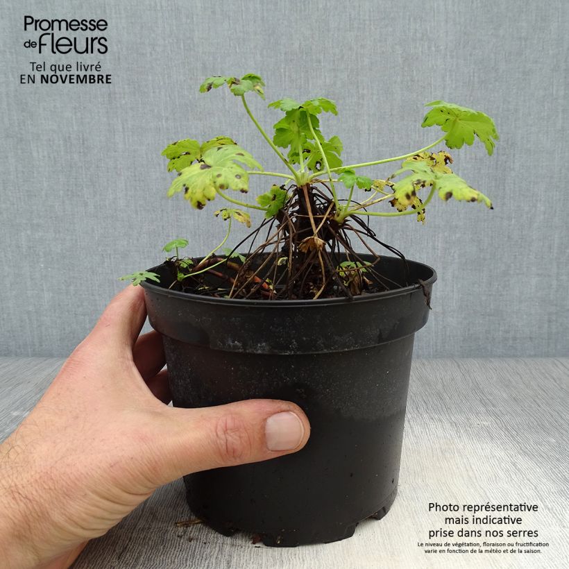Geranium macrorrhizum White-Ness 2L/3L pot sample as delivered in autumn
