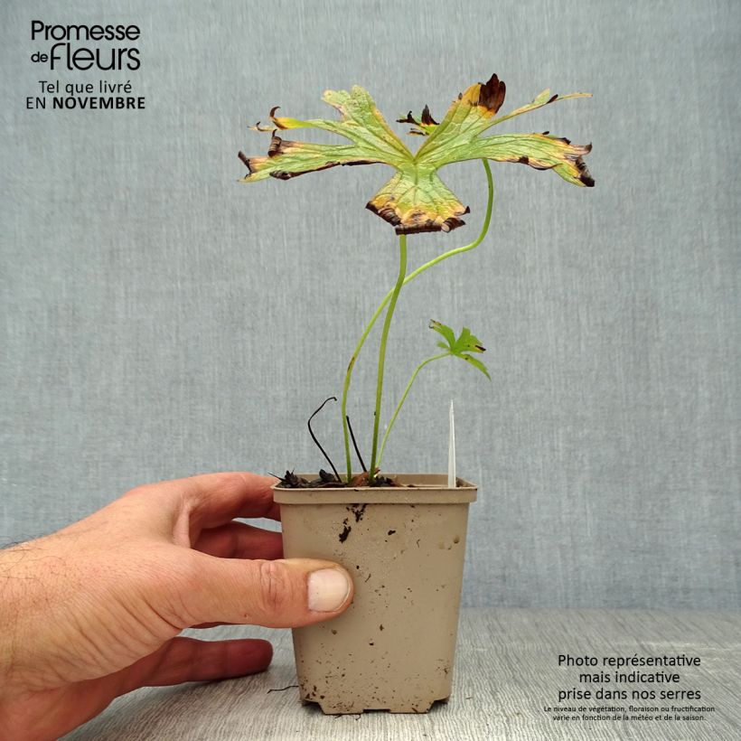 Geranium maculatum var.album 8/9 cm pot sample as delivered in autumn