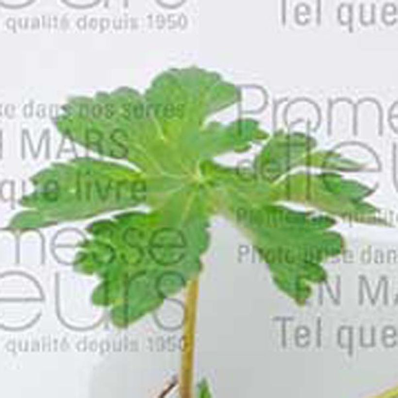 Geranium magnificum (Foliage)