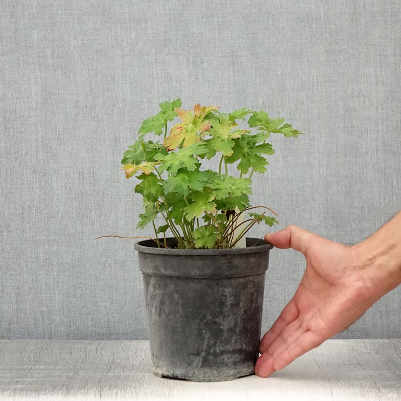 Geranium magnificum Blue Blood 2L/3L pot sample as delivered in summer