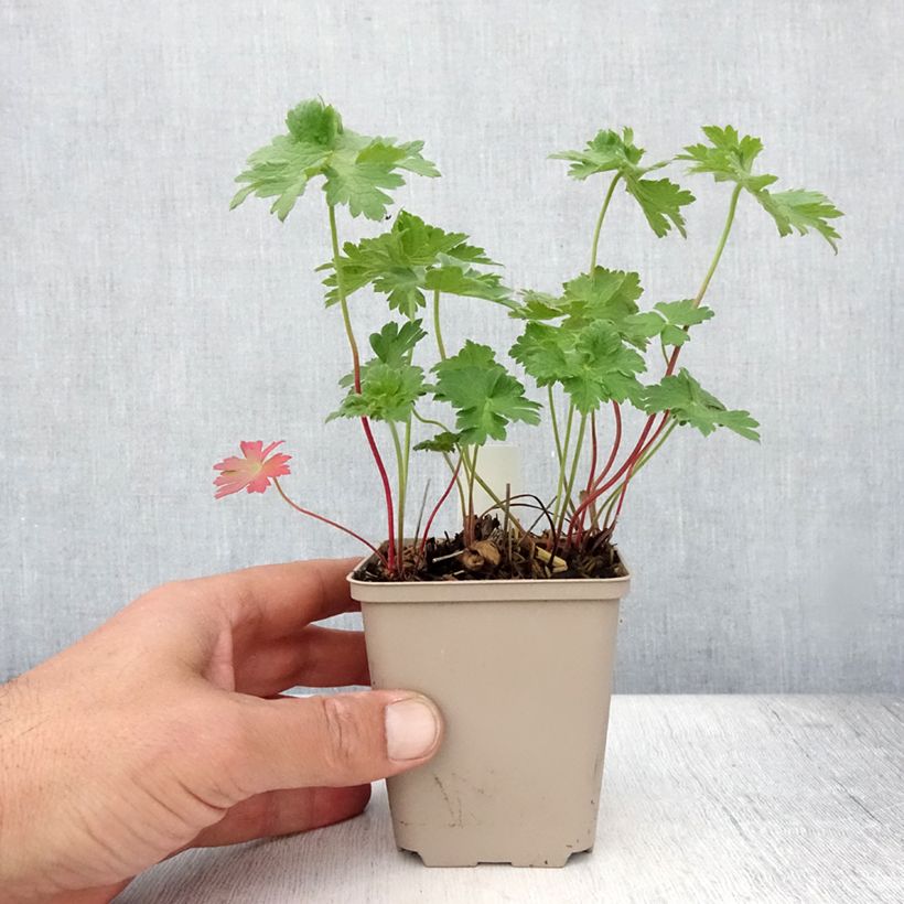 Geranium magnificum Rosemoor 8/9 cm pot sample as delivered in summer