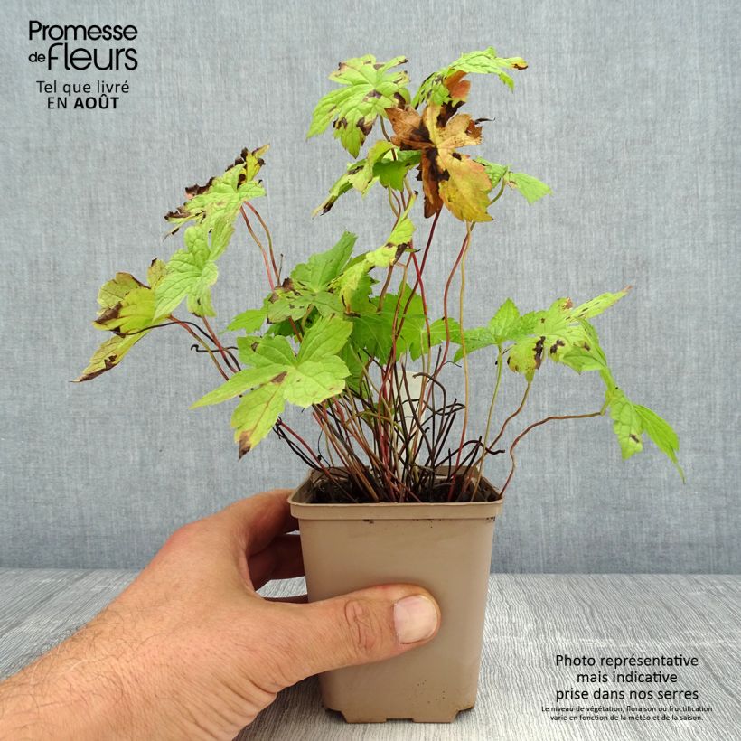 Geranium nodosum Simon 8/9 cm pot sample as delivered in summer