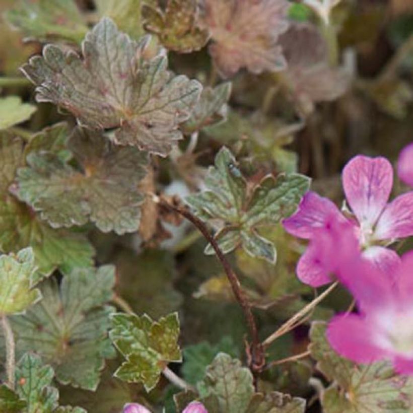 Geranium oxonianum Orkney Cherry (Foliage)