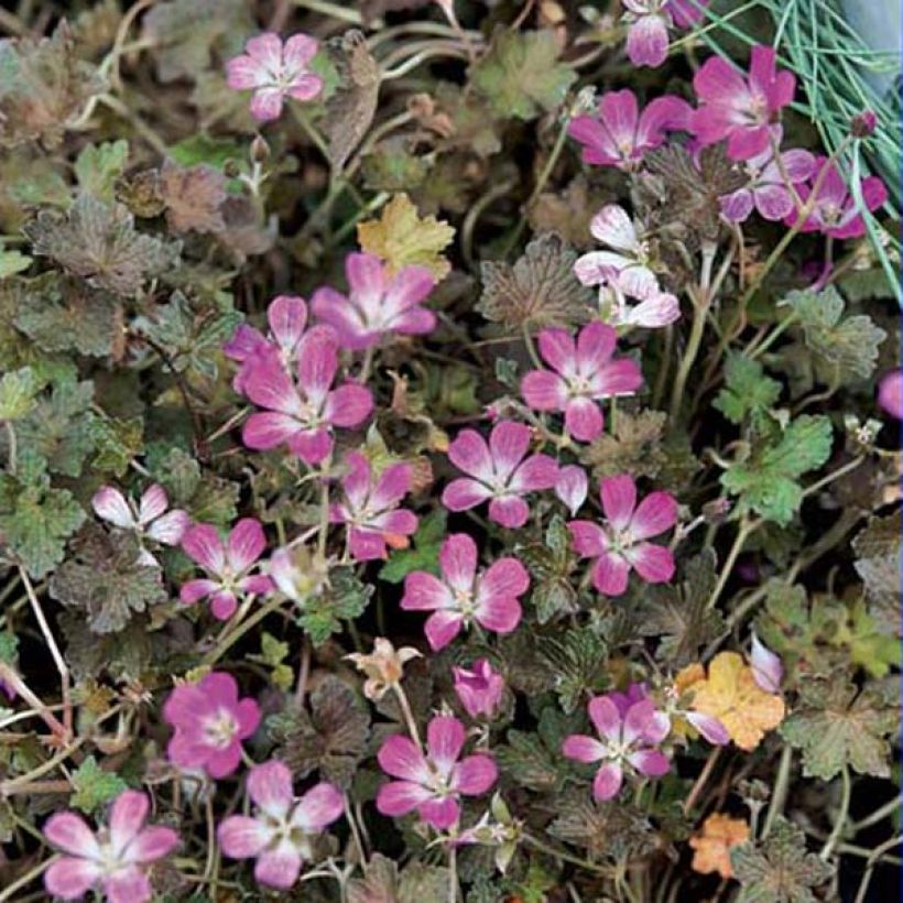 Geranium oxonianum Orkney Cherry (Plant habit)