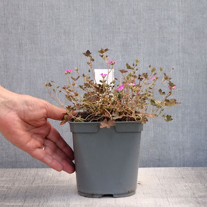 Geranium oxonianum Orkney Cherry 1.5L/2L pot sample as delivered in summer