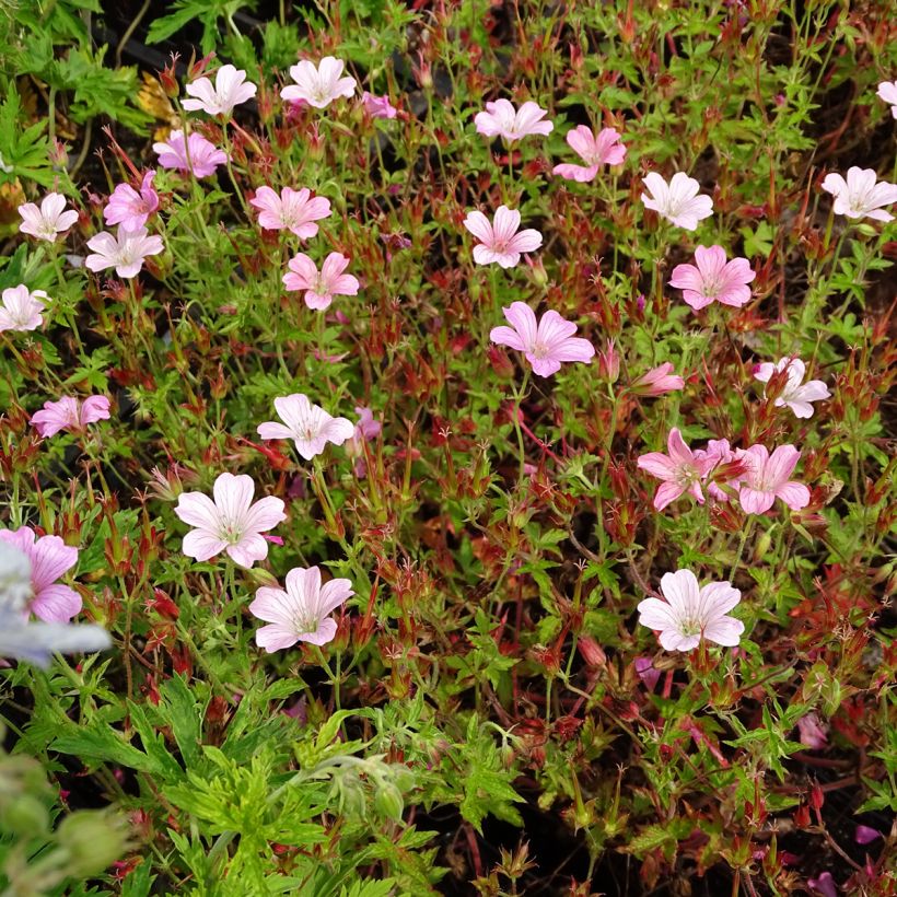 Geranium oxonianum Rosenlicht (Plant habit)
