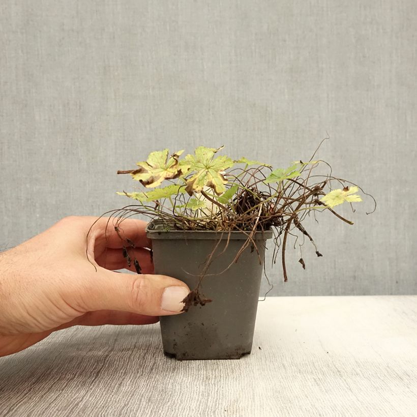 Geranium oxonianum Walters Gift 8/9 cm pot sample as delivered in autumn