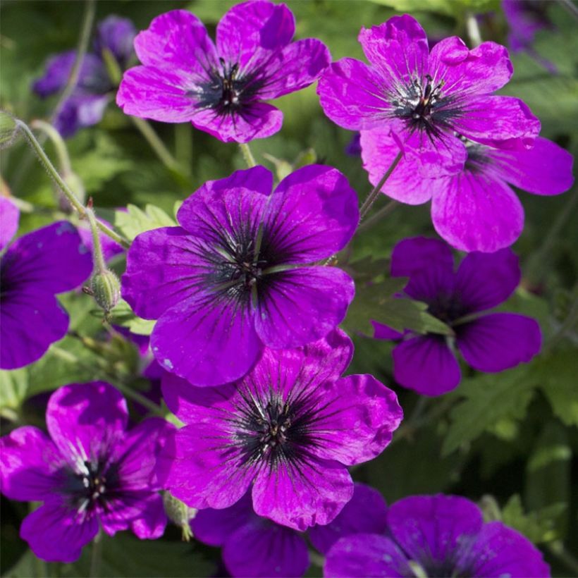 Geranium Patricia (Flowering)