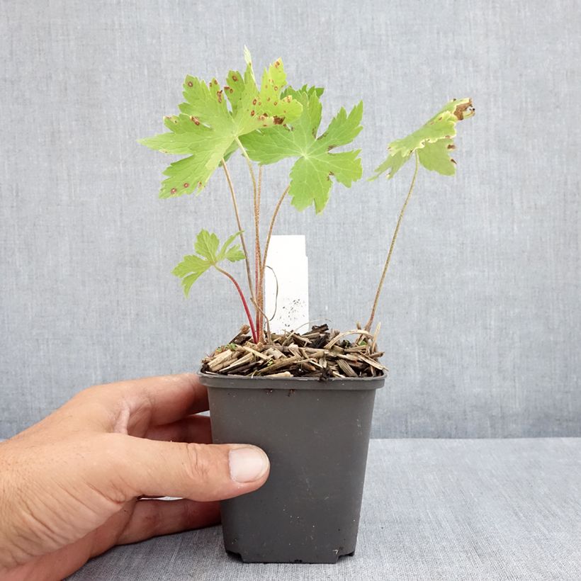 Geranium phaeum Angelina 8/9 cm pot sample as delivered in summer