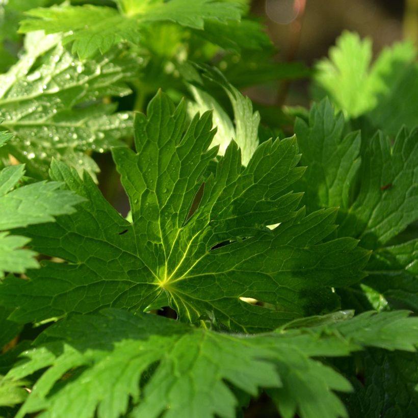 Geranium phaeum Lily Lovell (Foliage)