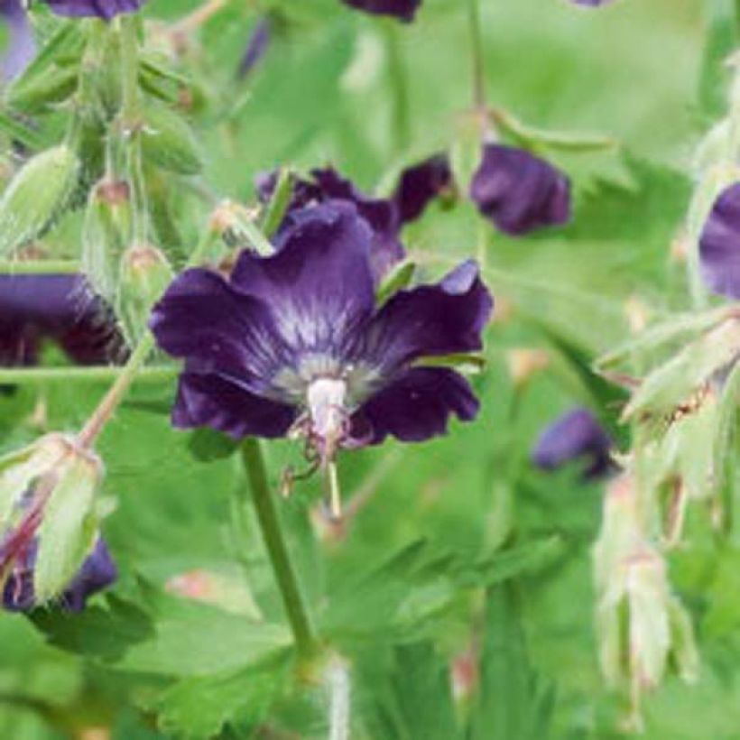 Geranium phaeum Lily Lovell (Flowering)