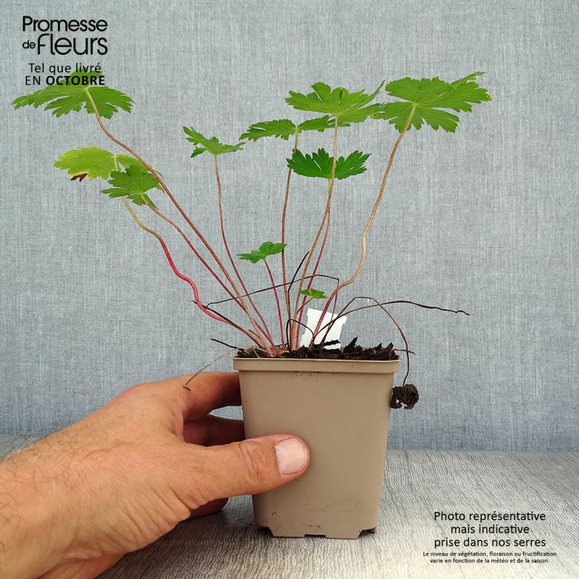Geranium phaeum Mourning Widow 8/9 cm pot sample as delivered in autumn