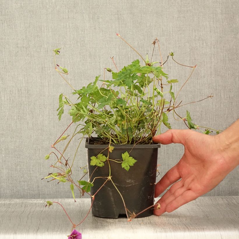 Geranium Pink Penny 2L/3L pot sample as delivered in summer