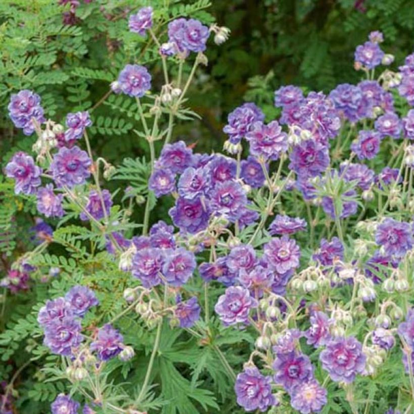 Geranium pratense Plenum Violaceum (Plant habit)