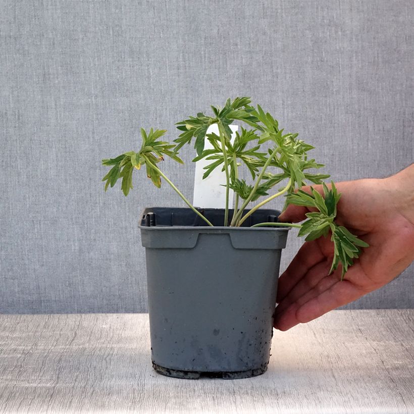 Geranium pratense Algera Double 2L/3L pot sample as delivered in summer