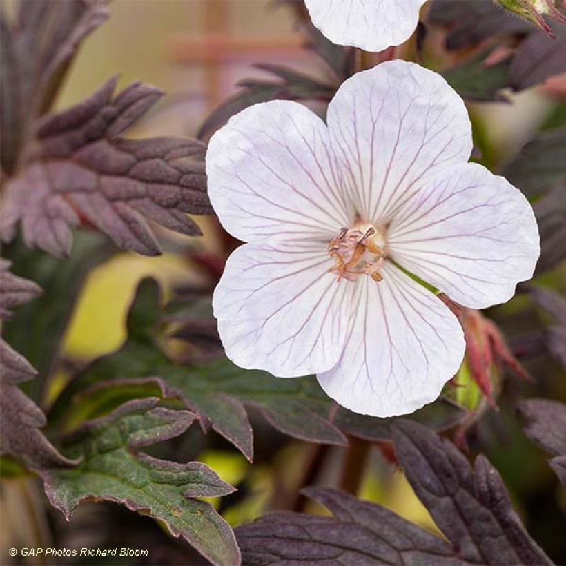 Geranium pratense Black n white Army (Foliage)