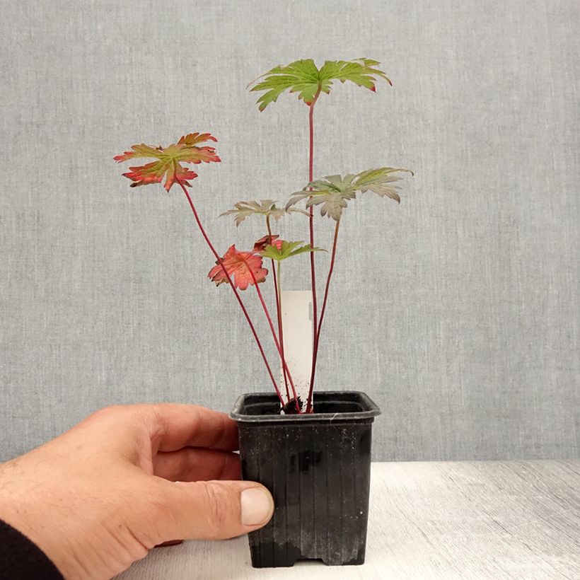 Geranium pratense Dark Eyes 8/9 cm pot sample as delivered in summer