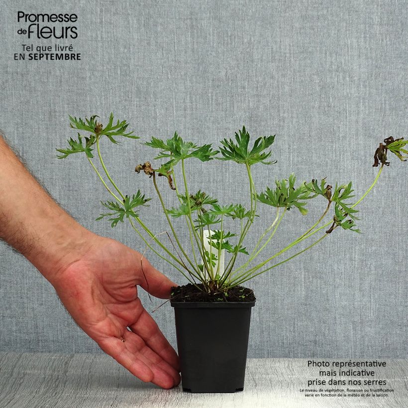 Geranium pratense f. albiflorum Galactic 8/9 cm pot sample as delivered in summer