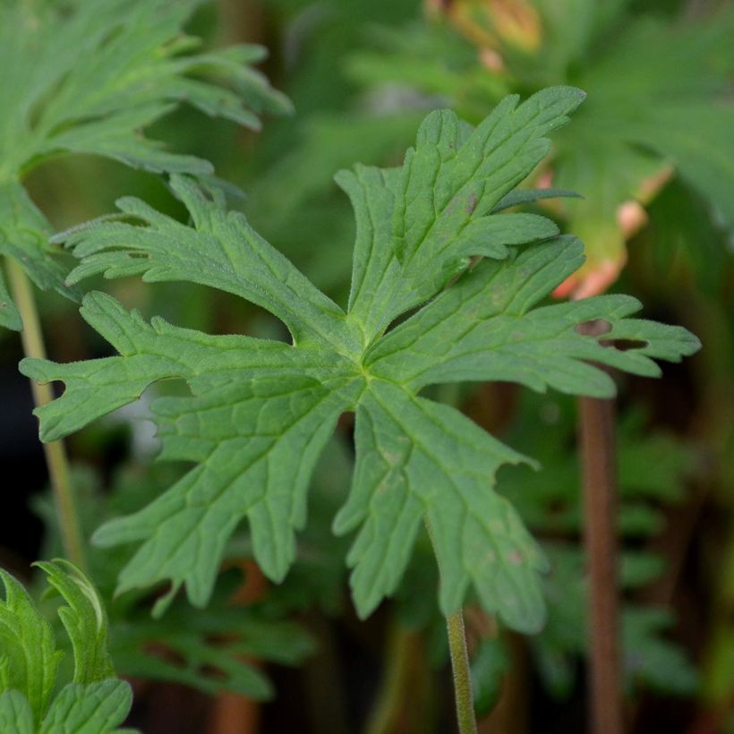 Geranium pratense Ilja (Foliage)