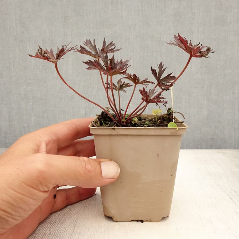 Geranium pratense Midnight Reiter 8/9 cm pot sample as delivered in summer