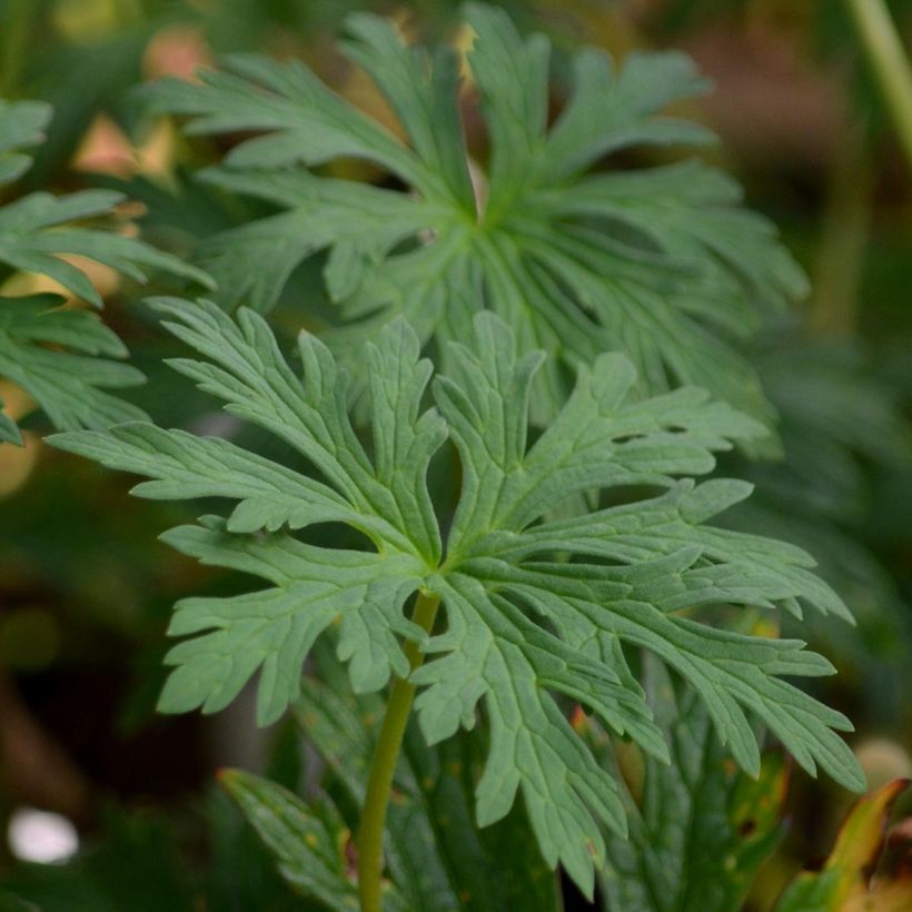 Geranium pratense Mrs Kendall Clark (Foliage)