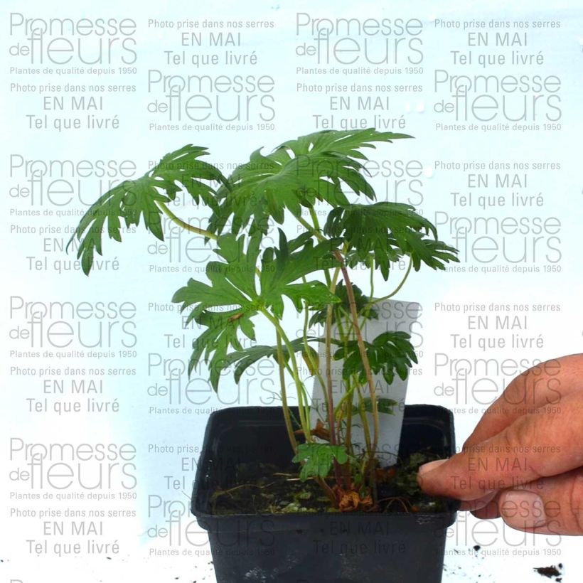 Example of Geranium pratense Plenum Violaceum 8/9 cm pot specimen as delivered