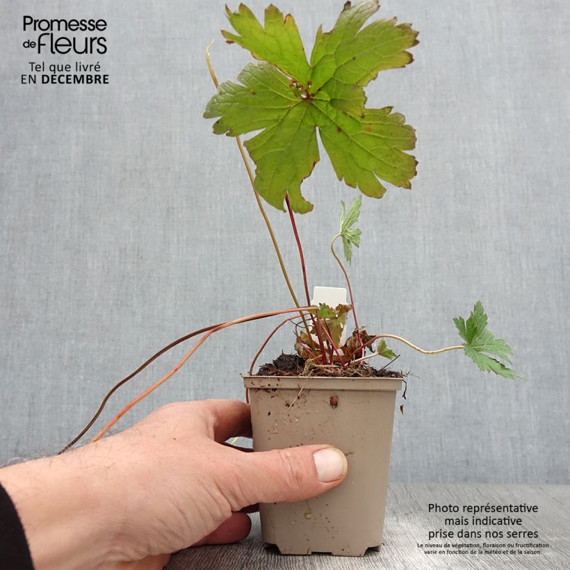 Geranium psilostemon Bressingham Flair 8/9 cm pot sample as delivered in autumn