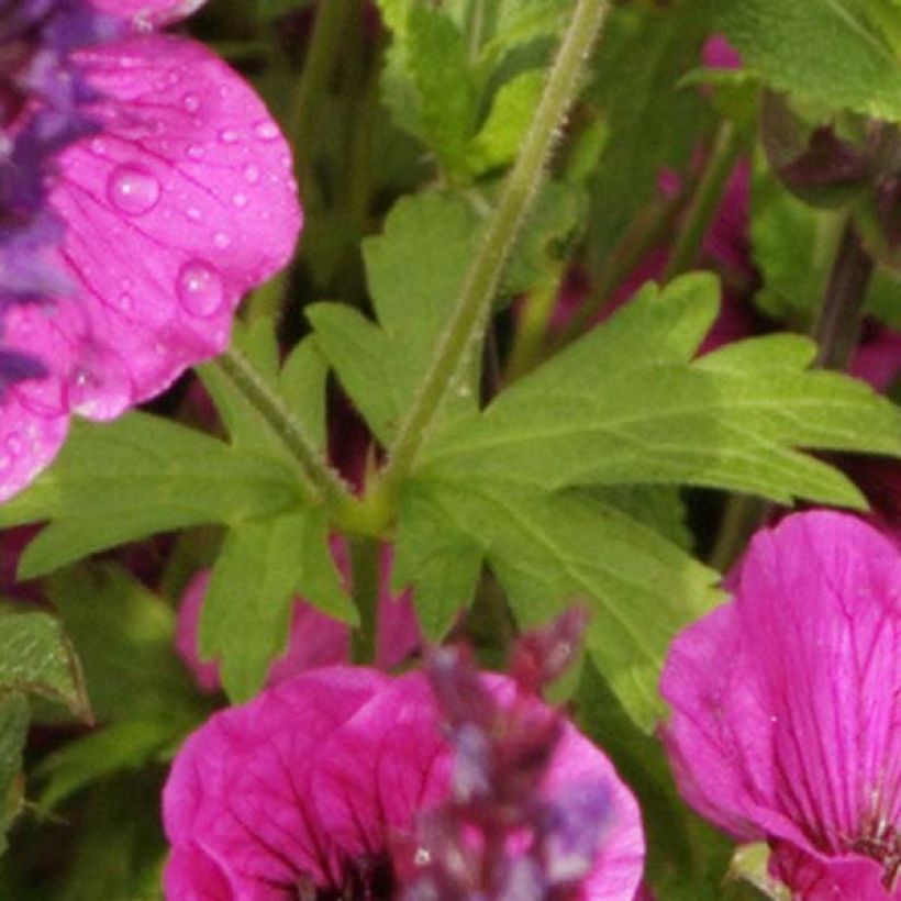 Geranium psilostemon Eva (Foliage)