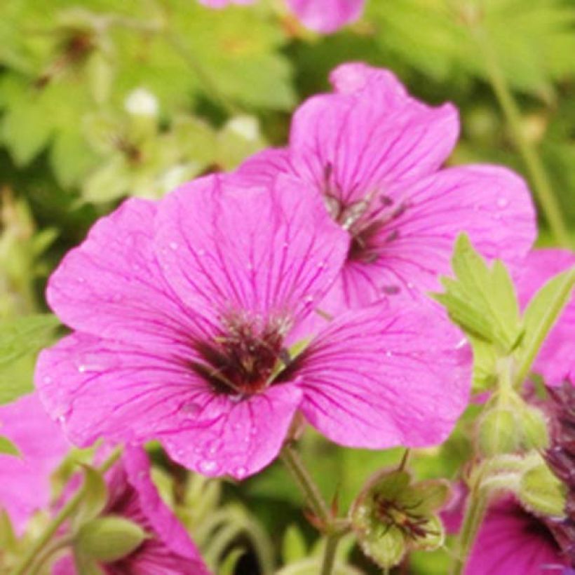 Geranium psilostemon Eva (Flowering)