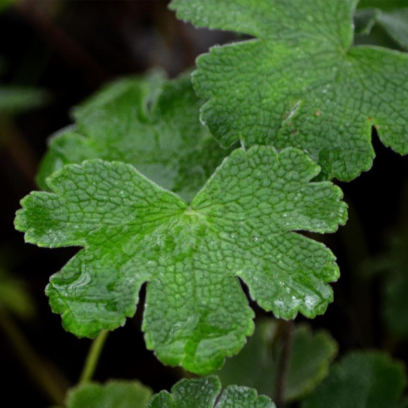 Geranium renardii (Foliage)