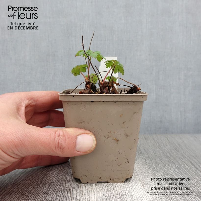 Geranium Sabani Blue 8/9 cm pot sample as delivered in autumn